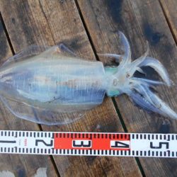 こかわ渡船　雅丸 釣果