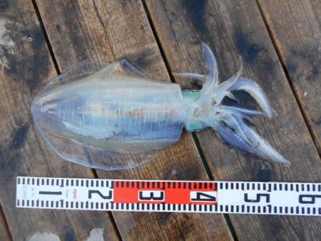 こかわ渡船　雅丸 釣果