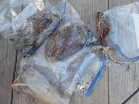 こかわ渡船　雅丸 釣果