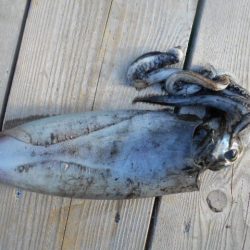 こかわ渡船　雅丸 釣果