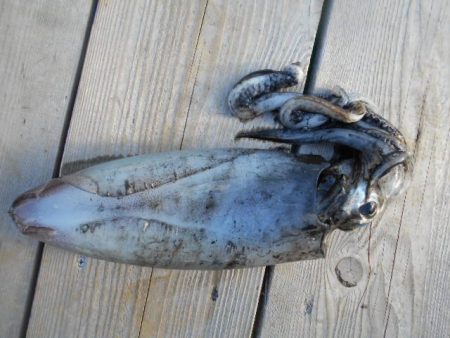 こかわ渡船　雅丸 釣果