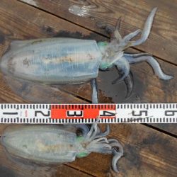 こかわ渡船　雅丸 釣果