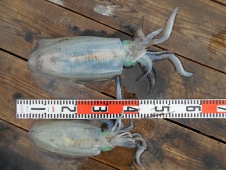 こかわ渡船　雅丸 釣果