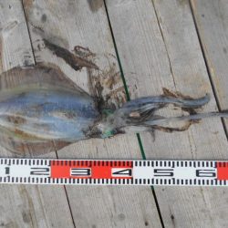 こかわ渡船　雅丸 釣果