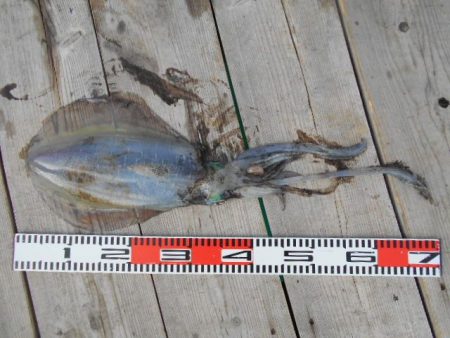 こかわ渡船　雅丸 釣果