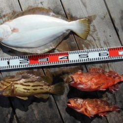 こかわ渡船　雅丸 釣果