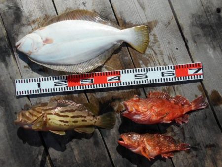 こかわ渡船　雅丸 釣果