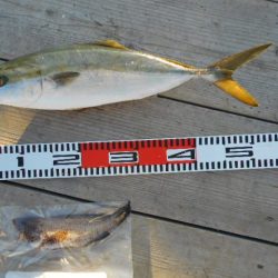 こかわ渡船　雅丸 釣果