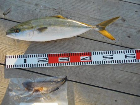 こかわ渡船　雅丸 釣果