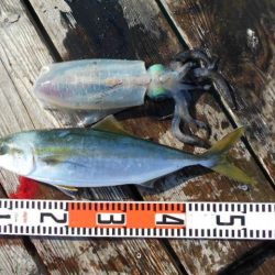 こかわ渡船　雅丸 釣果