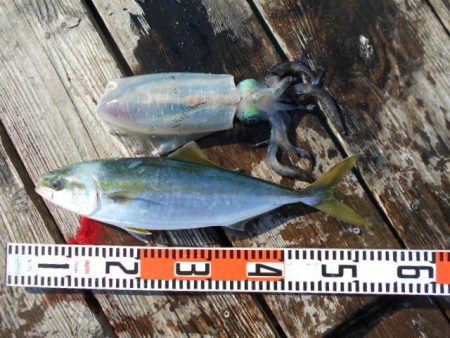 こかわ渡船　雅丸 釣果