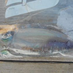 こかわ渡船　雅丸 釣果