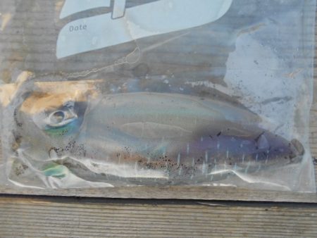 こかわ渡船　雅丸 釣果