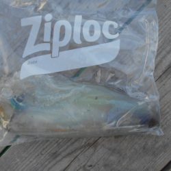 こかわ渡船　雅丸 釣果