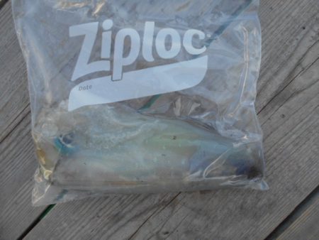 こかわ渡船　雅丸 釣果