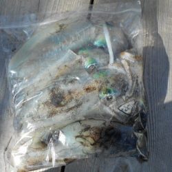 こかわ渡船　雅丸 釣果