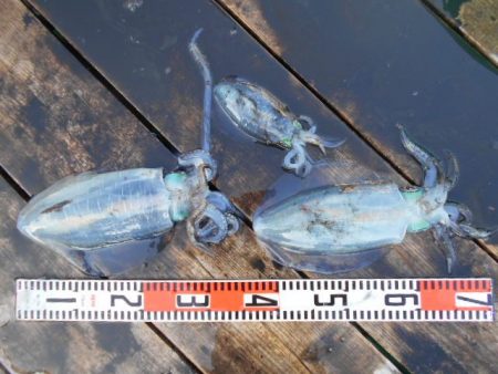 こかわ渡船　雅丸 釣果