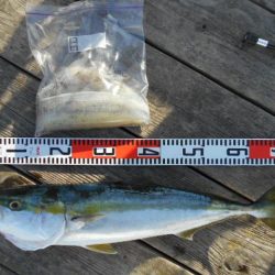 こかわ渡船　雅丸 釣果