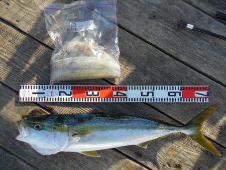 こかわ渡船　雅丸 釣果