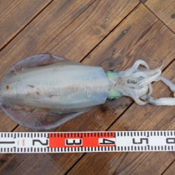 こかわ渡船　雅丸 釣果