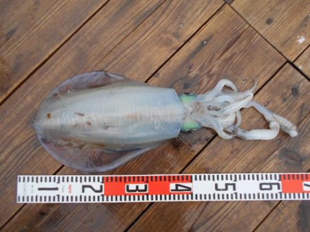 こかわ渡船　雅丸 釣果