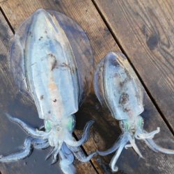 こかわ渡船　雅丸 釣果