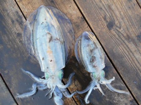 こかわ渡船　雅丸 釣果