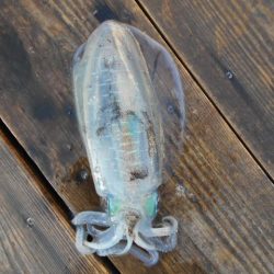 こかわ渡船　雅丸 釣果