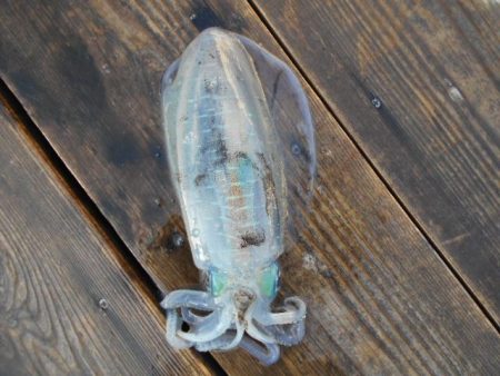 こかわ渡船　雅丸 釣果