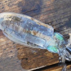 こかわ渡船　雅丸 釣果