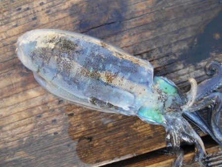 こかわ渡船　雅丸 釣果