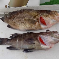 フィッシングボート空風(そらかぜ) 釣果