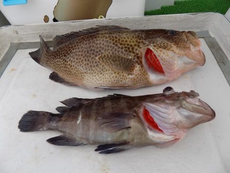 フィッシングボート空風（そらかぜ） 釣果