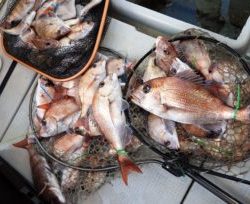 Fisherman Dreams DI 釣果