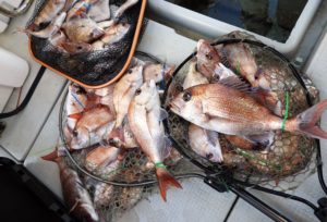 Fisherman Dreams DI 釣果