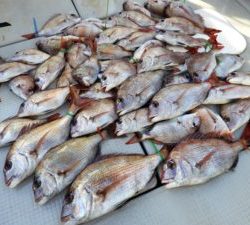 Fisherman Dreams DI 釣果