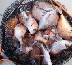 Fisherman Dreams DI 釣果