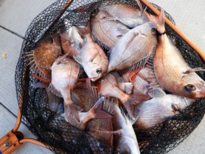 Fisherman Dreams DI 釣果