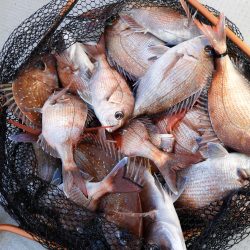 Fisherman Dreams DI 釣果