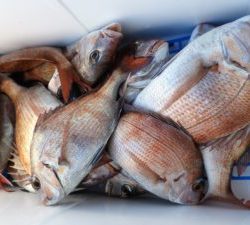 Fisherman Dreams DI 釣果