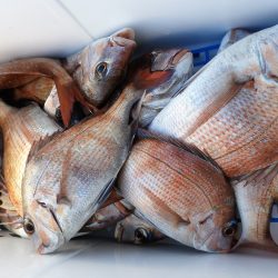 Fisherman Dreams DI 釣果