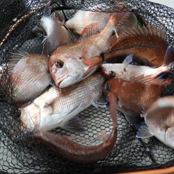 Fisherman Dreams DI 釣果