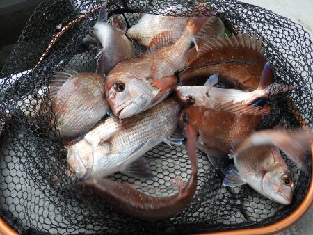 Fisherman Dreams DI 釣果