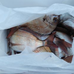 Fisherman Dreams DI 釣果