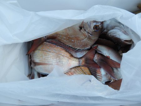 Fisherman Dreams DI 釣果