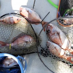 Fisherman Dreams DI 釣果