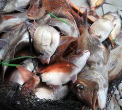 Fisherman Dreams DI 釣果