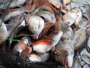 Fisherman Dreams DI 釣果