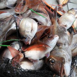 Fisherman Dreams DI 釣果