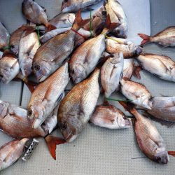 Fisherman Dreams DI 釣果